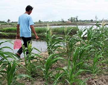 3 cái chết ở đầm tôm: Địa ngục trần gian - 2