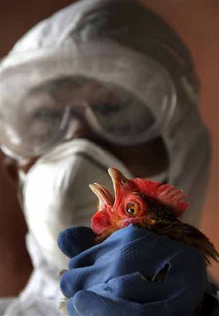 H5N1 lây từ người sang người qua không khí - 1