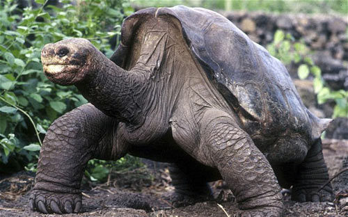 Loài rùa khổng lồ Galapagos đã tuyệt chủng - 1