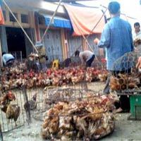 Tin tức trong ngày - "Giải mã" gà giá siêu rẻ