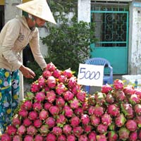 Thị trường - Tiêu dùng - Giá rẻ không ngờ, trái cây "kêu cứu"