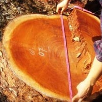 Tin tức trong ngày - Xẻ thịt rừng nghiến: "Đá" trách nhiệm