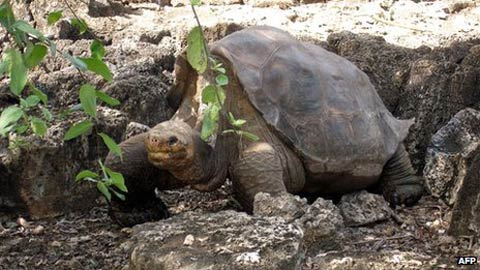 Rùa khổng lồ Galapagos sẽ được ướp xác - 1