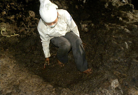 Những người đàn bà mưu sinh nhờ... phân dơi - 6