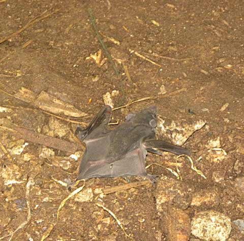 Những người đàn bà mưu sinh nhờ... phân dơi - 7