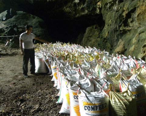 Những người đàn bà mưu sinh nhờ... phân dơi - 9