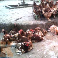 Tin tức trong ngày - Gà siêu rẻ: Thú y thừa nhận có gà chết