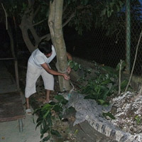 Tin tức trong ngày - Độc chiêu: Dùng cá sấu trông cây sưa