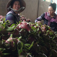 Thị trường - Tiêu dùng - Mua bán với thương lái "lạ", mất tiền tỷ