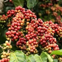 Thị trường - Tiêu dùng - Cà phê Việt đang bị "chê" đắt