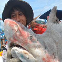 Ẩm thực - Đi chợ... cá mập