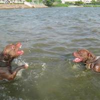 Tin tức trong ngày - Thực hư chuyện nuôi “chó điên”