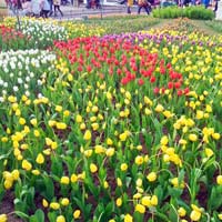 Du lịch - Công viên Hàn Quốc - Thiên đường của tình yêu