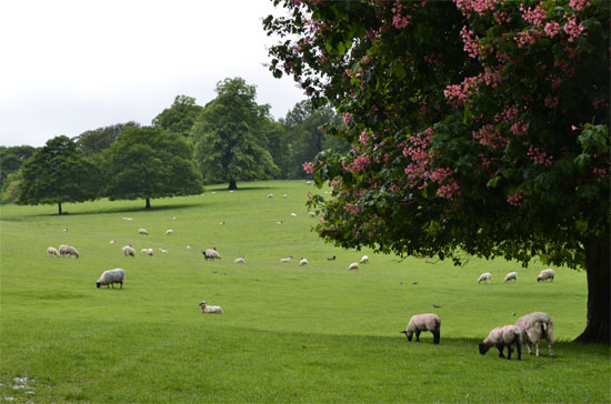 Đắm mình vào không gian nước Anh tại Chatsworth House - 11