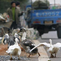 Tin tức trong ngày - TQ: Cúm gia cầm biến thể, 2 người chết