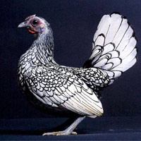 Phi thường - kỳ quặc - "Gà vảy cá" độc nhất thế giới hớp hồn dân chơi Việt
