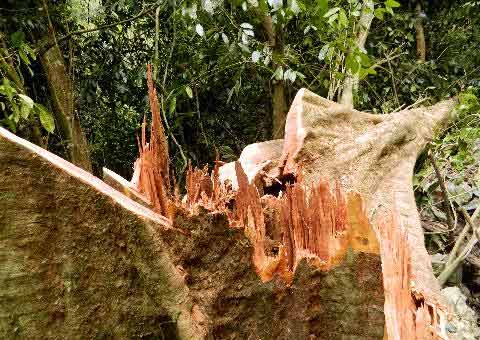 Cúc Phương tứa máu - 2