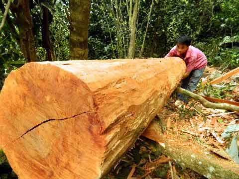 Cúc Phương tứa máu - 4