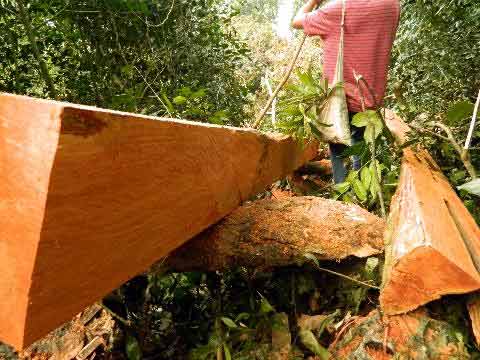 Cúc Phương tứa máu - 5