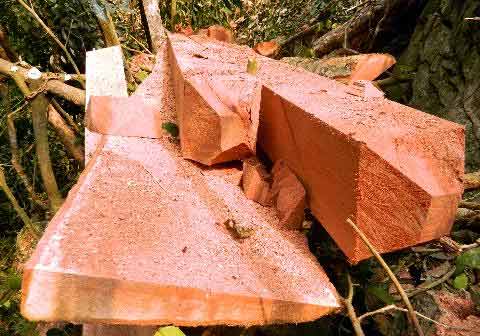 Cúc Phương tứa máu - 6