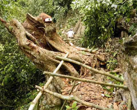 Cúc Phương tứa máu - 8