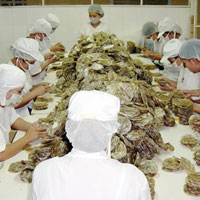 Tin Đà Nẵng - Doanh nghiệp thoi thóp (P.1)