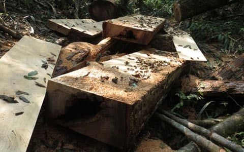 Lại phá rừng tàn khốc ở Hà Tĩnh - 1