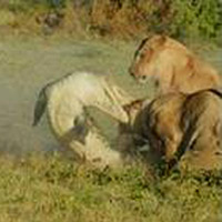 Tin tức trong ngày - Clip: Cá sấu lên bờ hạ gục cả đàn sư tử