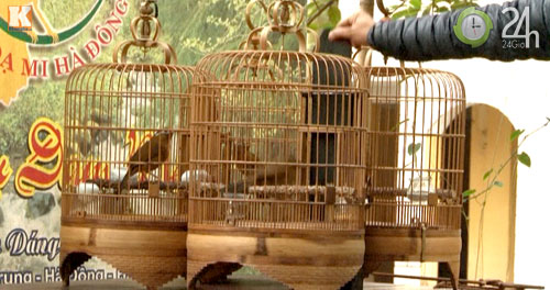 "Tóe lửa" sới chọi chim - 5