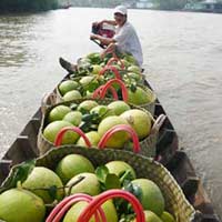 Thị trường - Tiêu dùng - Bưởi Năm roi giá tăng kỷ lục