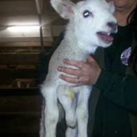 Phi thường - kỳ quặc - Anh: Chú cừu chào đời với 5 chân