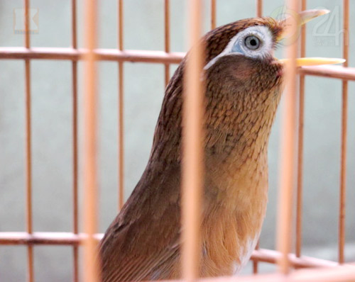 "Tóe lửa" sới chọi chim - 2