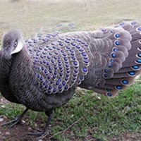 Phi thường - kỳ quặc - Tận mắt "chim đặc sản" cực đẹp của Việt Nam