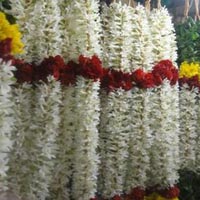 Du lịch - Say trong hương nhài ở Chennai, Ấn Độ