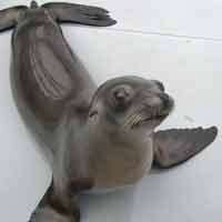 Tin tức trong ngày - Clip: Sư tử biển say sưa lắc lư theo nhạc