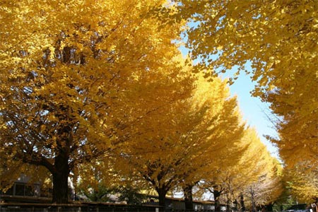 Những con đường tình yêu đẹp ngỡ ngàng trên thế giới - 6