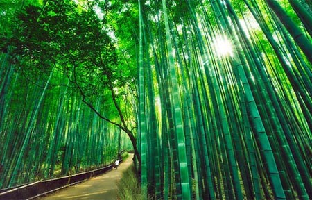 Những con đường tình yêu đẹp ngỡ ngàng trên thế giới - 11