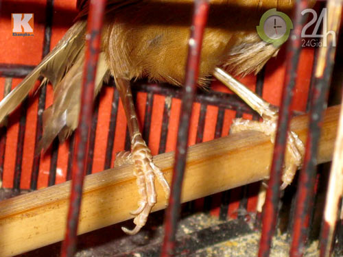 "Tóe lửa" sới chọi chim - 3