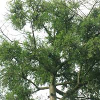 Sức khỏe đời sống - Cơn sốt “tầm gửi chữa bách bệnh”