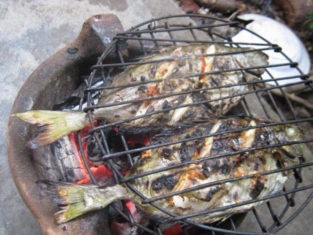 Thong dong cá dìa, cá dò - 1