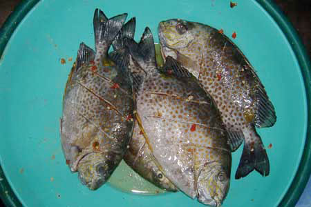 Thong dong cá dìa, cá dò - 2