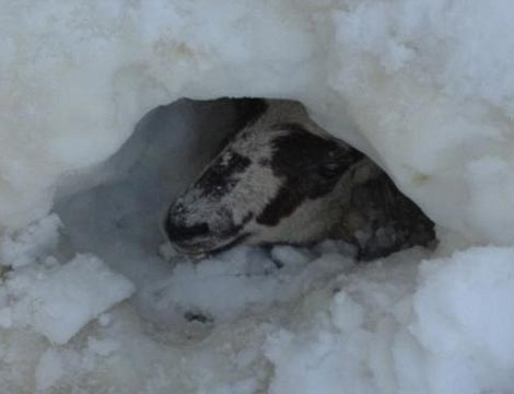 Cừu sống sót sau 11 ngày chôn vùi dưới tuyết - 1
