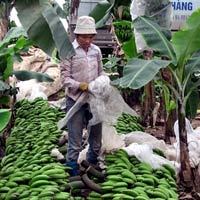 Thị trường - Tiêu dùng - Theo ‘người điên’ trồng chuối, cả làng giàu to