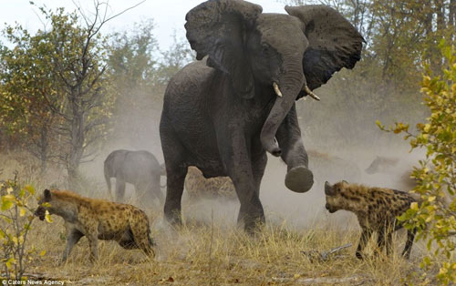 Cuộc hỗn chiến giữa voi và linh cẩu - 1