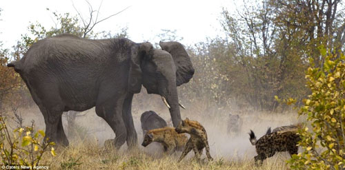 Cuộc hỗn chiến giữa voi và linh cẩu - 3