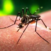 Tin tức trong ngày - Khánh Hòa: Thả 200.000 ấu trùng muỗi ra đảo