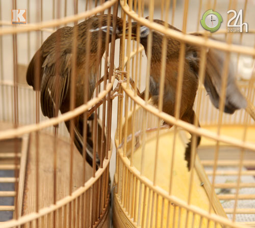 "Tóe lửa" sới chọi chim - 8