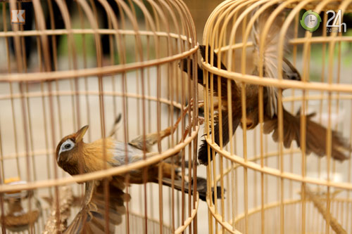 "Tóe lửa" sới chọi chim - 13