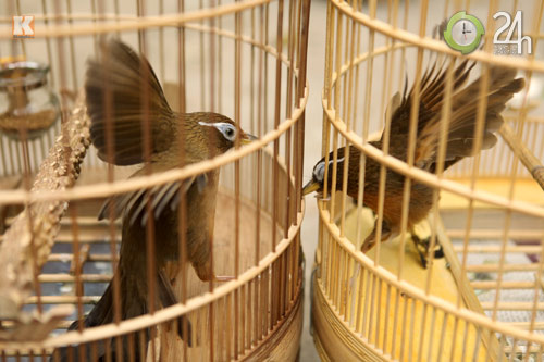 "Tóe lửa" sới chọi chim - 12