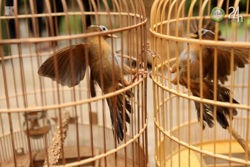 "Tóe lửa" sới chọi chim - 14